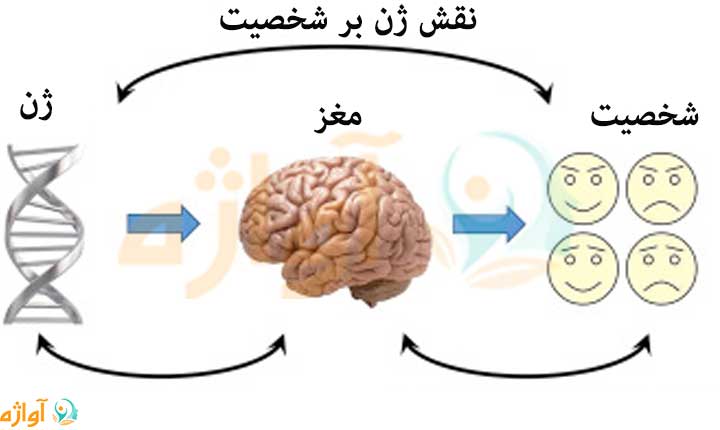 چگونگی نقش ژن بر شخصیت