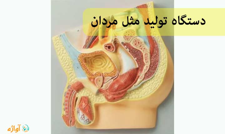 هورمون های دستگاه تولید مثل مردان